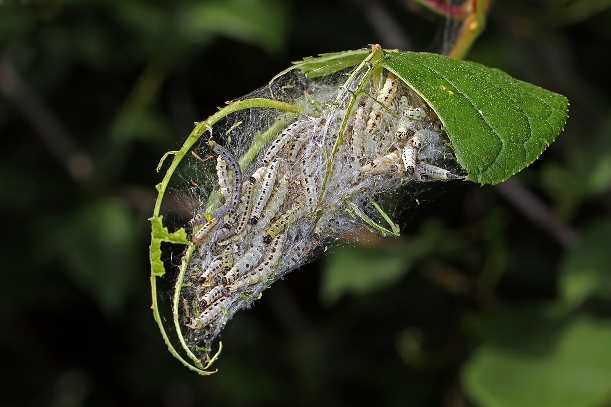 1200px-Bird-cherry_ermine_moth_(Yponomeuta_evonymella)_caterpillars.jpg