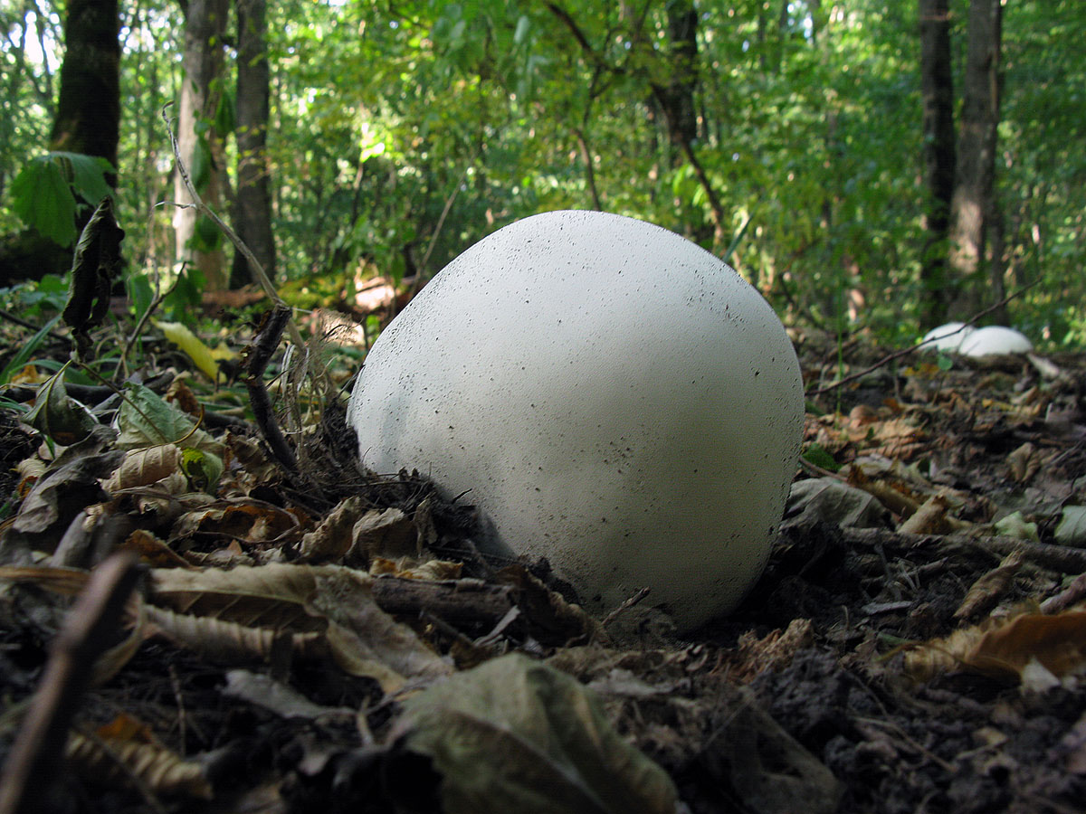 Calvatia_gigantea_UIA_20170918.jpg