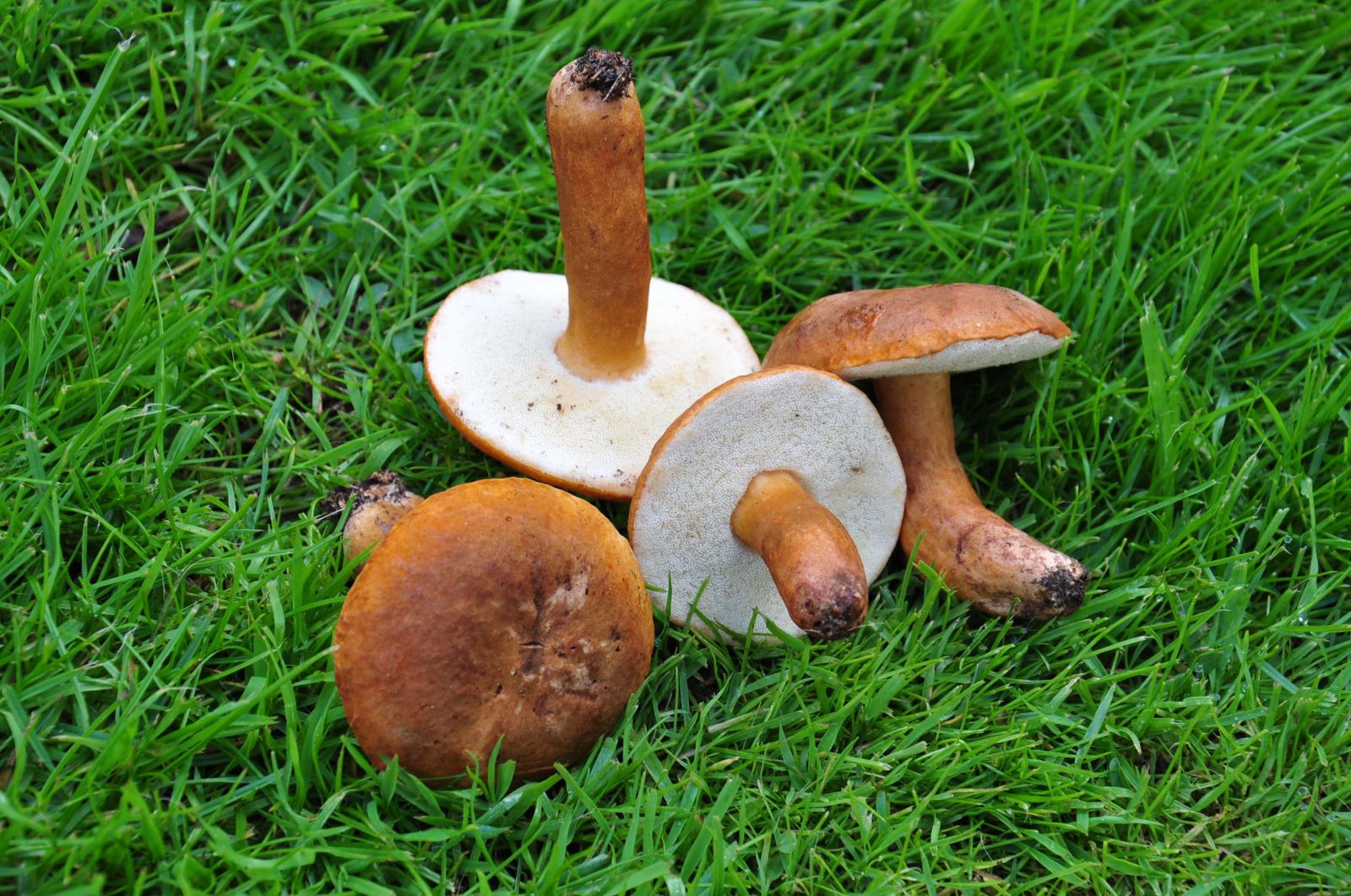 Gyroporus-Castaneus-Photo3.jpg